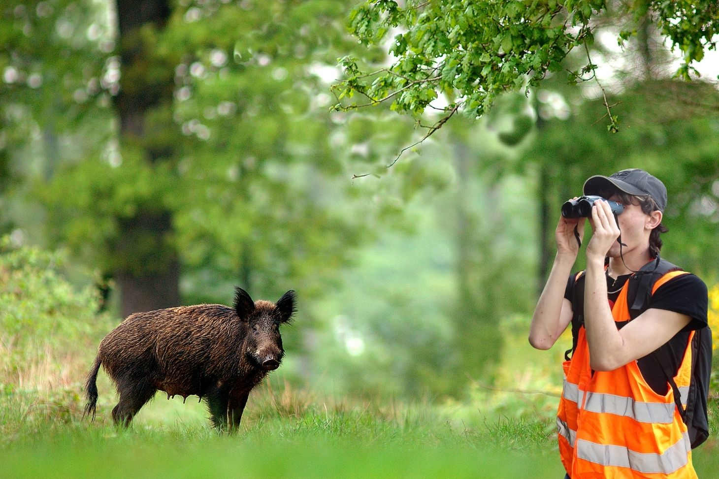 Visuel sac observation faune